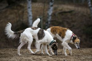 Langhaar Whippet Zucht